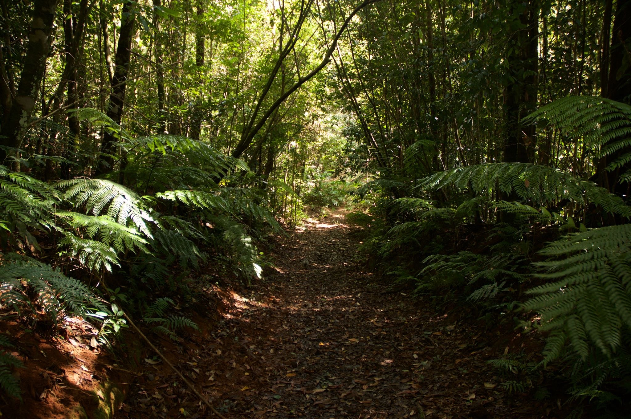 DSC9143-min Sustainable timber plantation